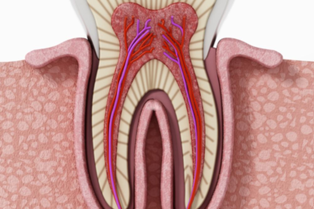 understanding-root-canal-therapy-a-lifesaver-for-your-smile